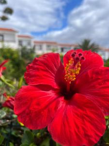 a red flower in front of some buildings at Saltflat2, be surrounded by sun, water and peace in Los Cancajos