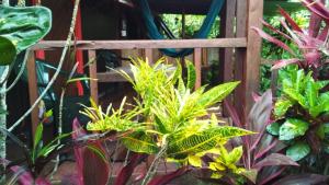Hibiscus Valley Inn في Marigot: بريغولا خشبي في حديقة بها نباتات