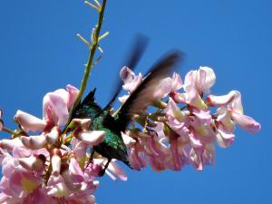 Fotografie z fotogalerie ubytování Hibiscus Valley Inn v destinaci Marigot