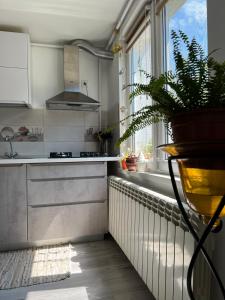 a kitchen with a potted plant in a window at Ank's Apartment in Ocna-Mureşului