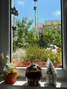 Ank's Apartment في Ocna Mureş: نافذة مع نباتات الفخار على حافة النافذة