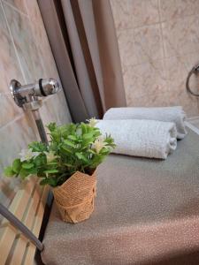 a plant sitting on a table in a bathroom at Apartmani SAMB Igalo in Herceg-Novi