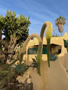 a bunch of cacti in front of a yellow building at Villa Los Silos in Costa Calma