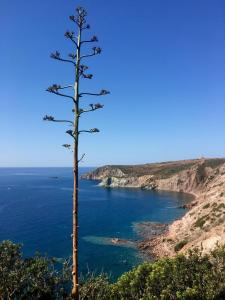 un albero in cima a una collina vicino all'oceano di Poecylia a Carloforte