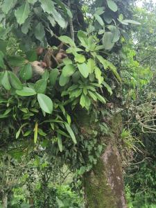 Ein Affe schläft in einem Baum in der Unterkunft Cabaña Magui. in Aguas Zarcas