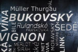 Φωτογραφία από το άλμπουμ του APARTMÁN PŘÍTLUKY - Zdeněk Bukovský σε Přítluky