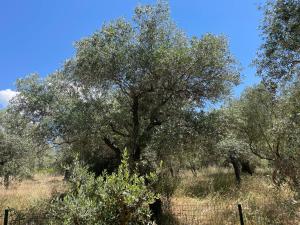 a large tree in a field next to a fence at Casa Teresi Thassos in Prinos