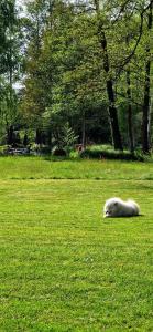 ein weißes Pferd, das auf einem Grasfeld liegt in der Unterkunft Kauperhaus in Burg