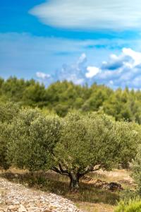 Imagem da galeria de House of Freedom, Hvar em Gdinj