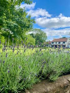 un campo de flores púrpuras en un parque en Stay Northside - Luxury Corporate & Leisure Stays Cottage, County Durham en Newton Aycliffe
