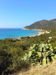 - une vue sur une plage avec un bouquet de plantes dans l'établissement Casa Giuly, à Quartu SantʼElena