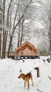 a dog standing in the snow in front of a building at Casa del Árbol - Glamping in Malalcahuello