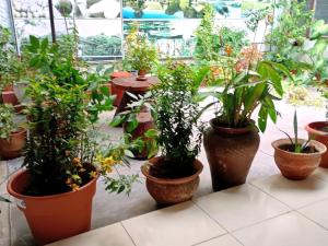 a group of potted plants in pots in a greenhouse at Hospedaje Casa Amazónica Iquitos in Iquitos