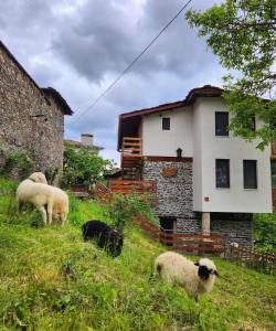 grupa owiec pasących się w trawie w pobliżu domu w obiekcie GUEST HOUSE ELENA w mieście Kosovo