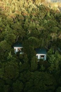 una casa en medio de un bosque de árboles en Treetop Tranquility, en Opua