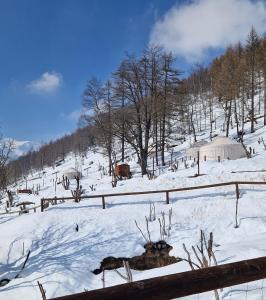 um campo coberto de neve com árvores e uma cerca em MonvisoRelax em Ostana
