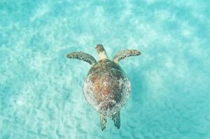 Une tortue de mer verte nageant dans l'eau dans l'établissement Yakushima Umigame house　屋久島 海がめの里 蘭亭, à Yakushima