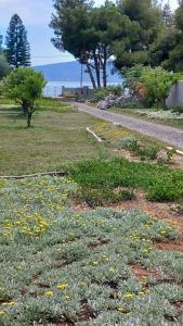 a field of grass with yellow flowers and a road at Coralia's beachfront sea view studio in Agioi Theodoroi