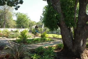 a garden with a tree and some plants at The Itumeleng Guest House in Bergville +2 photos