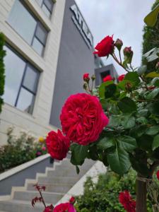 Zahrada ubytování Dream sea apartment 2