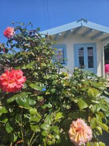 a bush with roses in front of a house at Charmante maison près de la mer in Asnelles