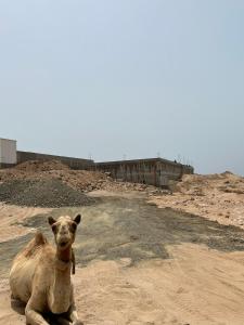 a camel laying on the ground in a dirt field at Al Ashkhara Beach House in Al Ashkharah