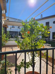 un albero di arancio seduto su un balcone di Hacienda Olontigi ad Aznalcázar