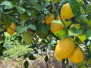 Banda pomarańczy wiszących na drzewie w obiekcie My House - Casa Charme w mieście Monchique