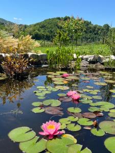 un étang avec des fleurs roses et des nénuphars dans l'établissement Luci nel Bosco, 