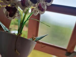 a plant in a white vase sitting on a table at Chalé Barco Recanto Buscapé SFX in São Francisco Xavier +25 photos