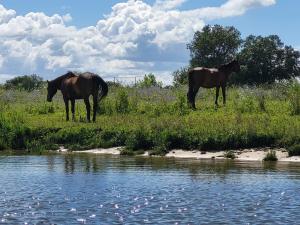 two horses standing in the grass by the water at Pátio da Villa - Coruche Boutique Guest House in Coruche