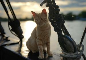 um gato sentado no convés de um barco em Corabia Santa Marina em Sulina