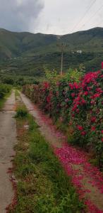 Fotografie z fotogalerie ubytování The Olive Grove v destinaci Borsh