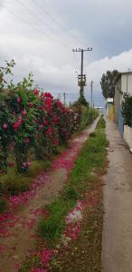 Fotografie z fotogalerie ubytování The Olive Grove v destinaci Borsh
