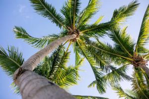 dos palmeras mirando hacia el cielo en Casa Marina Key West, Curio Collection by Hilton, en Key West