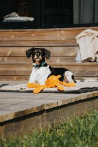 a dog laying on a blanket on a porch at Domki Momenty in Słajszewo