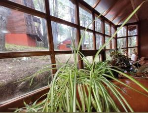 Um jardim em Cabañas Bosque Del Faldeo