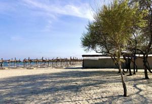 a tree on a sandy beach with umbrellas at Casa Servus Junior in Mamaia Nord