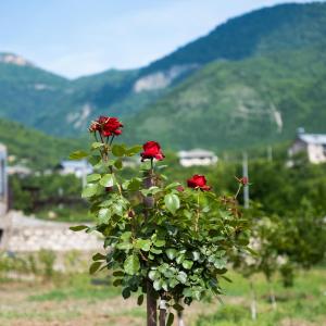 Φυσικό τοπίο κοντά σε αυτός ο ξενώνας