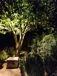 un albero e una panca di pietra sotto un albero di Quinta da Maínha - Charming Houses a Braga