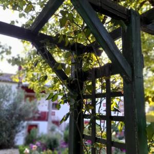 una vid que crece de una pérgola de madera en un jardín en Quinta da Maínha - Charming Houses en Braga