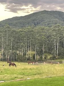 Imagen de la galería de Hitching Rail Hut, en Coramba
