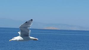 a white bird flying over the ocean at Margarita Studios in Parikia
