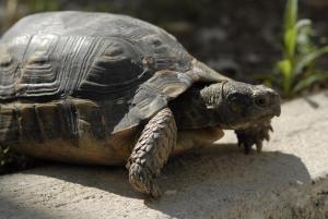a turtle is standing on a rock at Margarita Studios in Parikia