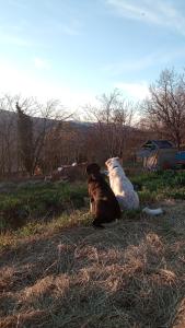 Gallery image of Agriturismo Becerca Vegan in Serra San Quirico