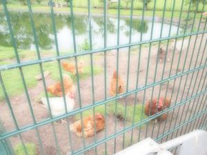 a group of chickens sitting inside of a cage at Gartenhaus in Groß Vollstedt