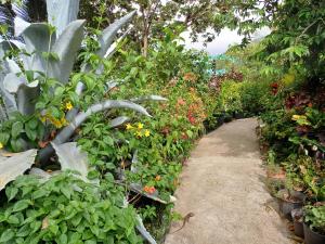 un jardín lleno de plantas y flores en Papaya Inn, en Oranjestad