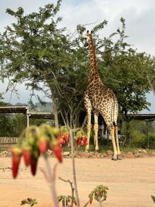 uma girafa de pé em frente a uma árvore em Ndhula Luxury Tented Lodge em White River