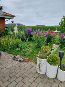 a garden with purple flowers and plants in buckets at Falster værelse in Væggerløse