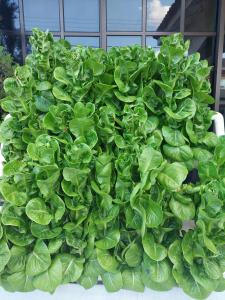 Zahrada ubytování Kluang Budget Backpacker Home